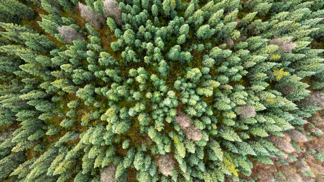 Aerial View of Dense Boreal Evergreen Forest in Northern Quebec, Canada
