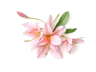 Naklejka premium simple watercolor illustration of few pale pink alstroemeria flowers with delicate green leaves and subtle textures on clean white background