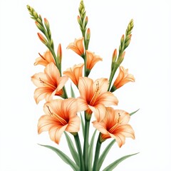 Fototapeta premium Elegant watercolor painting shows peach gladiolus flowers with green stems and buds. Delicate blooms open on white background. Floral art illustration suitable for wedding cards.
