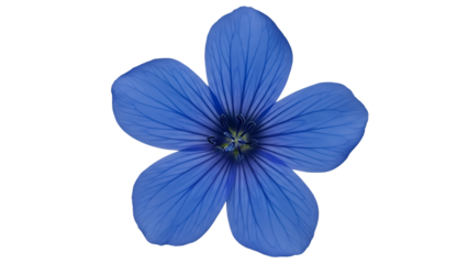 Closeup of a Single Blue Flower with Black Background petals nature