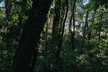 A serene forest scene with tall trees and dappled sunlight filtering through the lush greenery, creating a tranquil and peaceful atmosphere.