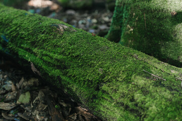 A close-up of a moss-covered log, showcasing lush green moss and the natural texture of the wood in a serene forest setting.
