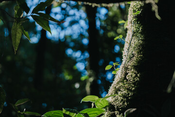A close-up of a tree trunk adorned with green moss and leaves, framed by blurred greenery and dappled sunlight, evoking a serene forest atmosphere.