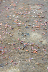 a group of small hermit crab shells on the sand