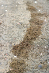 close up view of an ant nest on the ground