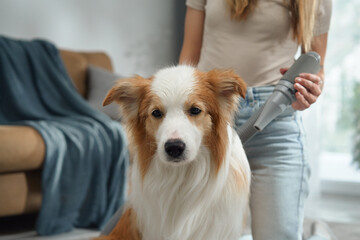 A close-up of the retriever sitting indoors shows its alert expression in a cozy home setting. The background includes soft furnishings and a seated woman.