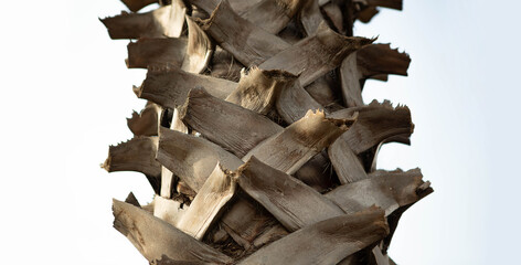 야자수, 결, 질감, 자르다, 기둥, 백그라운드, 텍스츄어, 나무, 모양