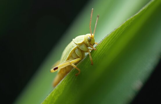 Yellow leafhopper insect crawls on green grass blade macro detail. Small bug with long antennae poses on plant leaf in nature. Agricultural pest causes crop damage.