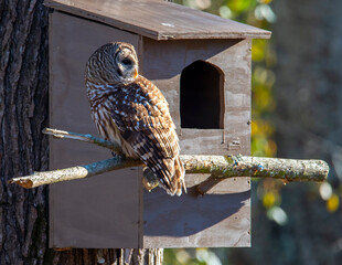 Barred Owl Perched