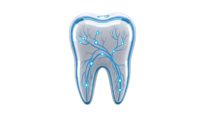 3D Rendered Tooth with Veins and Nerves Isolated on White Background