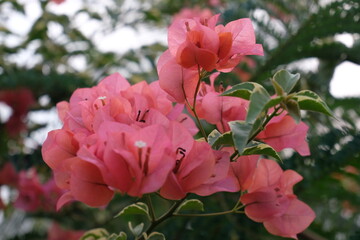 Red Bougainvillea