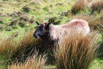 Sheep with brown fur in rush grass at Slieve League in County Donegal, Ireland