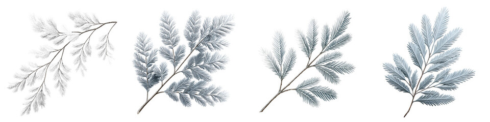 Frosted Pine Branches Set: Winter Botanical Elements Isolated