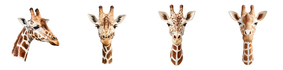 Obraz premium Giraffe Portrait Collection: Detailed Watercolor Style