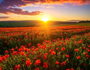 Fototapeta premium Field of vibrant red flowers under a golden sunset glow