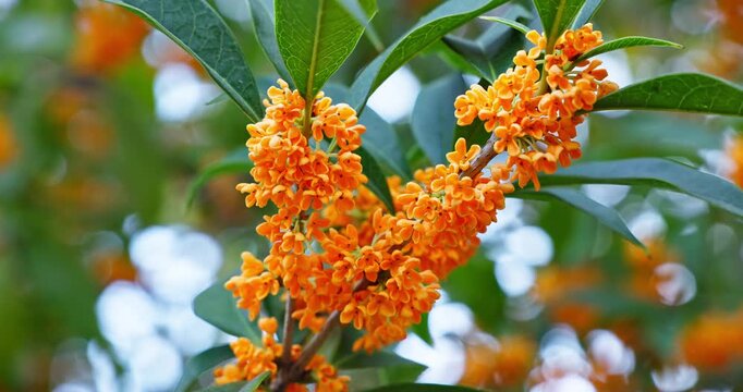 Close up of blooming sweet osmanthus flowers with green leaves on tree branches in garden 