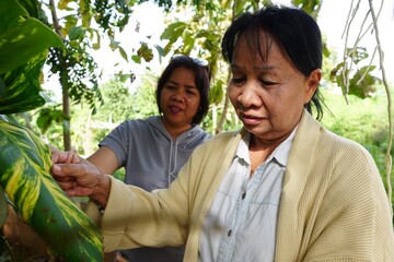 Two women of different generations stand side-by-side, assisting each other in supporting and maintaining the massive, lush leaves of a thriving golden pothos.