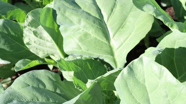 Green Chinese Kale growing in a garden