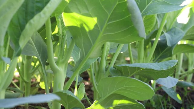 Green Chinese Kale growing in a garden