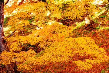 用作公園の紅葉
