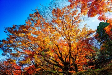 用作公園の紅葉
