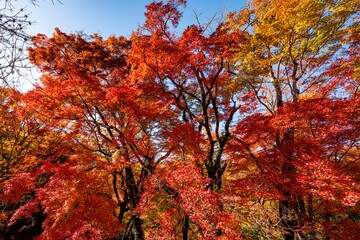 用作公園の紅葉

