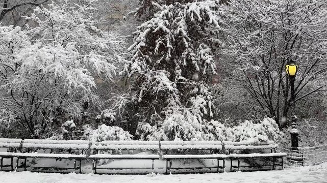 December day snowfall in Central Park, NYC. Park benches, trees, lamppost shining yellow. Tranquil scene, peaceful vibe.