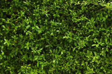 green leaf fence in the garden, natural background in springtime