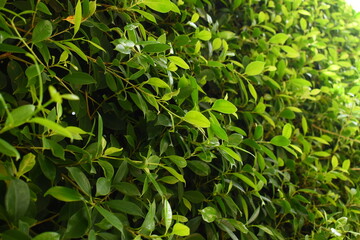 green leaf fence in the garden, natural background in springtime