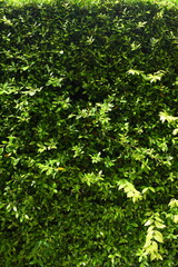 green leaf fence in the garden, natural background in springtime