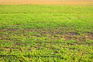 green grass background, exterior design