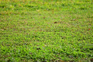 green grass background, exterior design