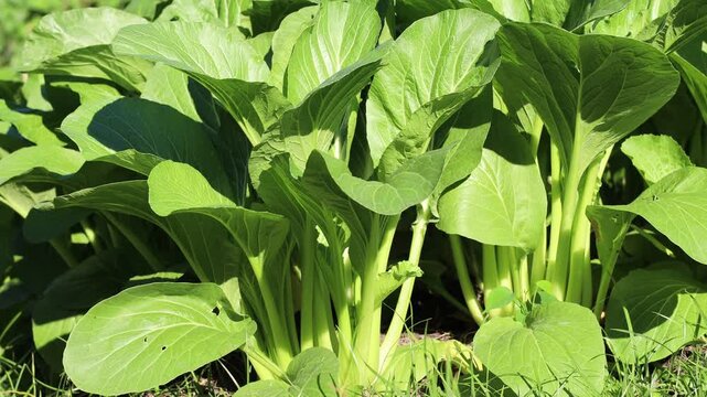 Mature Bok Choy ready for a fresh vegetable harvest
