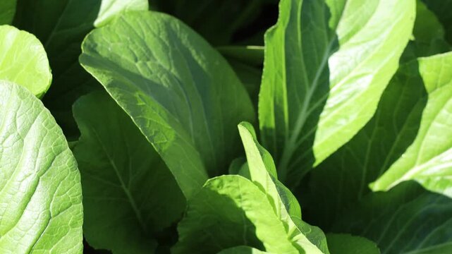Mature Bok Choy ready for a fresh vegetable harvest