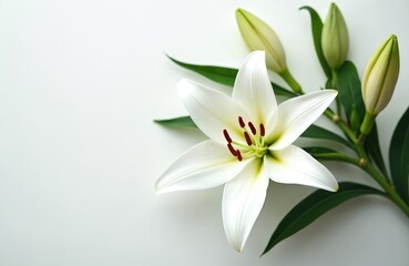 Fototapeta premium Single white lily bloom with unopened buds and green leaves on white background. Elegant floral element for spring, beauty, and wellness themes, offering ample copy space for design.