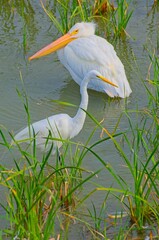 White Herons in Marshy Wetland