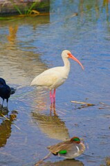 White Ibis in Shallow Water with Orange Beak