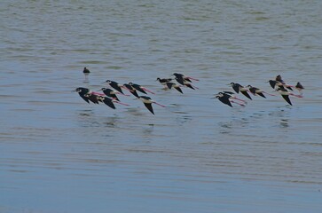 Black-necked Stilts in Flight Over Water