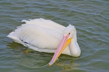 White Pelican Swimming Gracefully