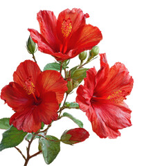 Three vibrant red hibiscus flowers bloom on a branch with buds against a black background isolated on transparent background