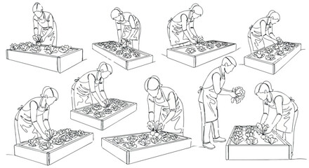 Obraz premium Gardening woman tending plants in raised garden beds