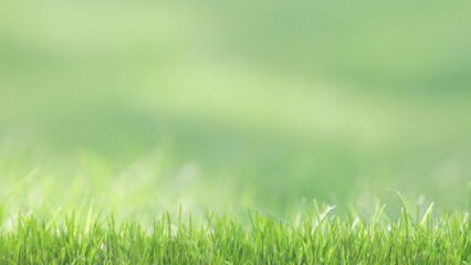 Fresh lawn grass capturing warm sunlight, offering a bright, blurred abstract background