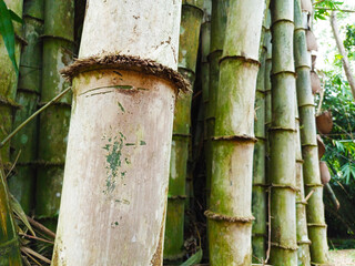Close-up texture of bamboo culms with rings and weathered surface. Bamboo trunks in a clumping grove, natural eco material background.