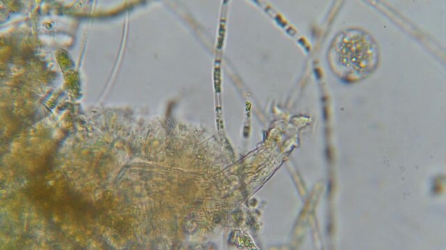 Scientists Examine Soil Microorganisms Hidden Life Beneath Our Feet