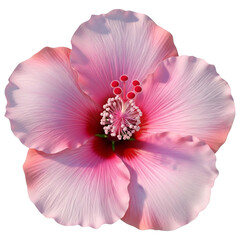 Close up of a beautiful pink hibiscus flower with prominent stamen and pistil isolated on transparent background