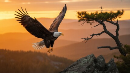 Majestic Eagle in Flight: A bald eagle soars effortlessly, its wings outstretched against a vibrant sunset sky. Capturing the spirit of freedom and the untamed beauty of the wilderness.