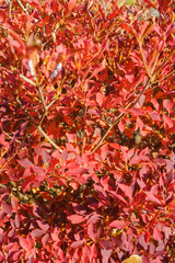 紅葉するドウダンツツジの葉