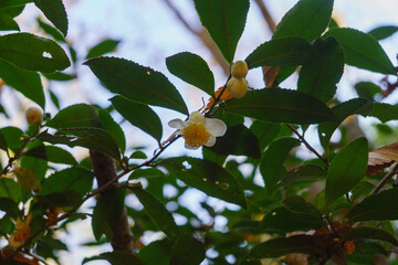 野生のチャノキ・冬に咲く茶の花