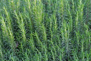 Obraz premium Rosemary plant, Fresh herb in the garden