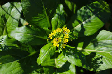 Choy Sum or Flowering Pak Choi